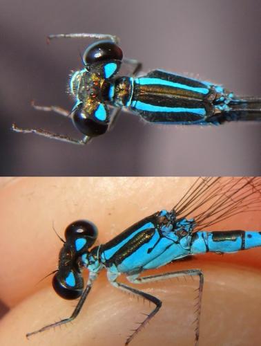 Réf. 248 747 : Paracercion v-nigrum